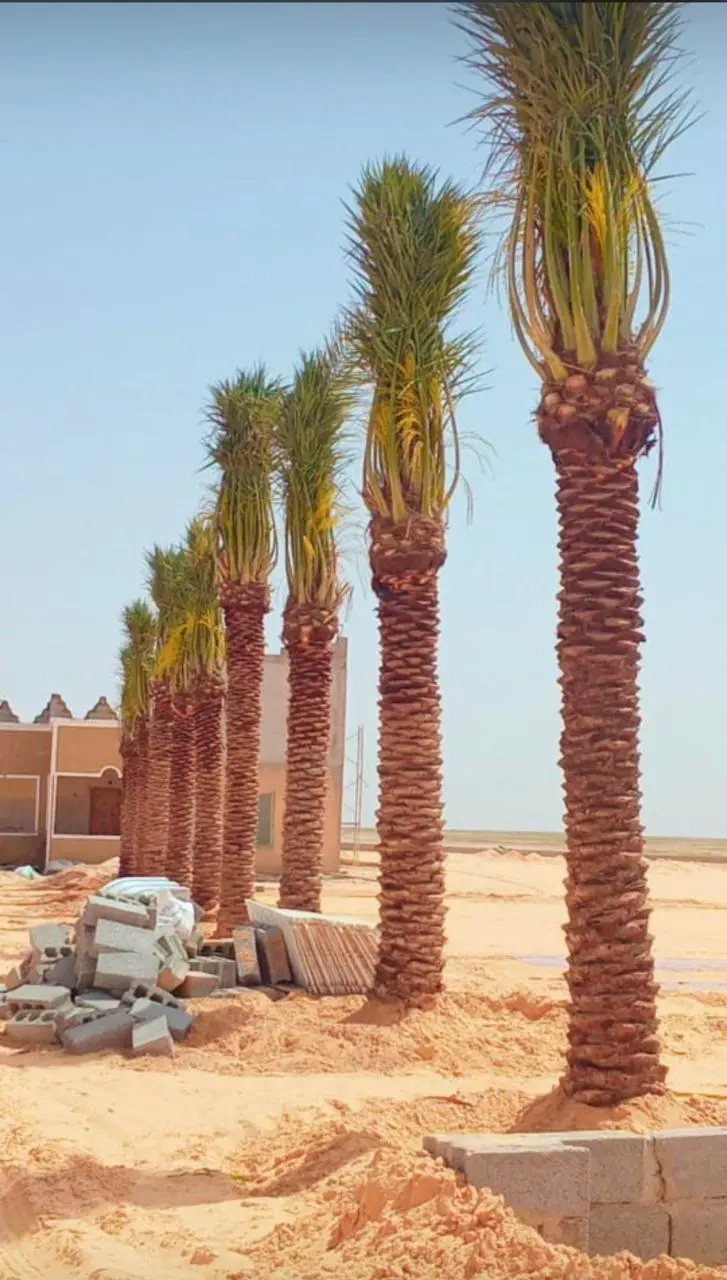 نخيل عربي