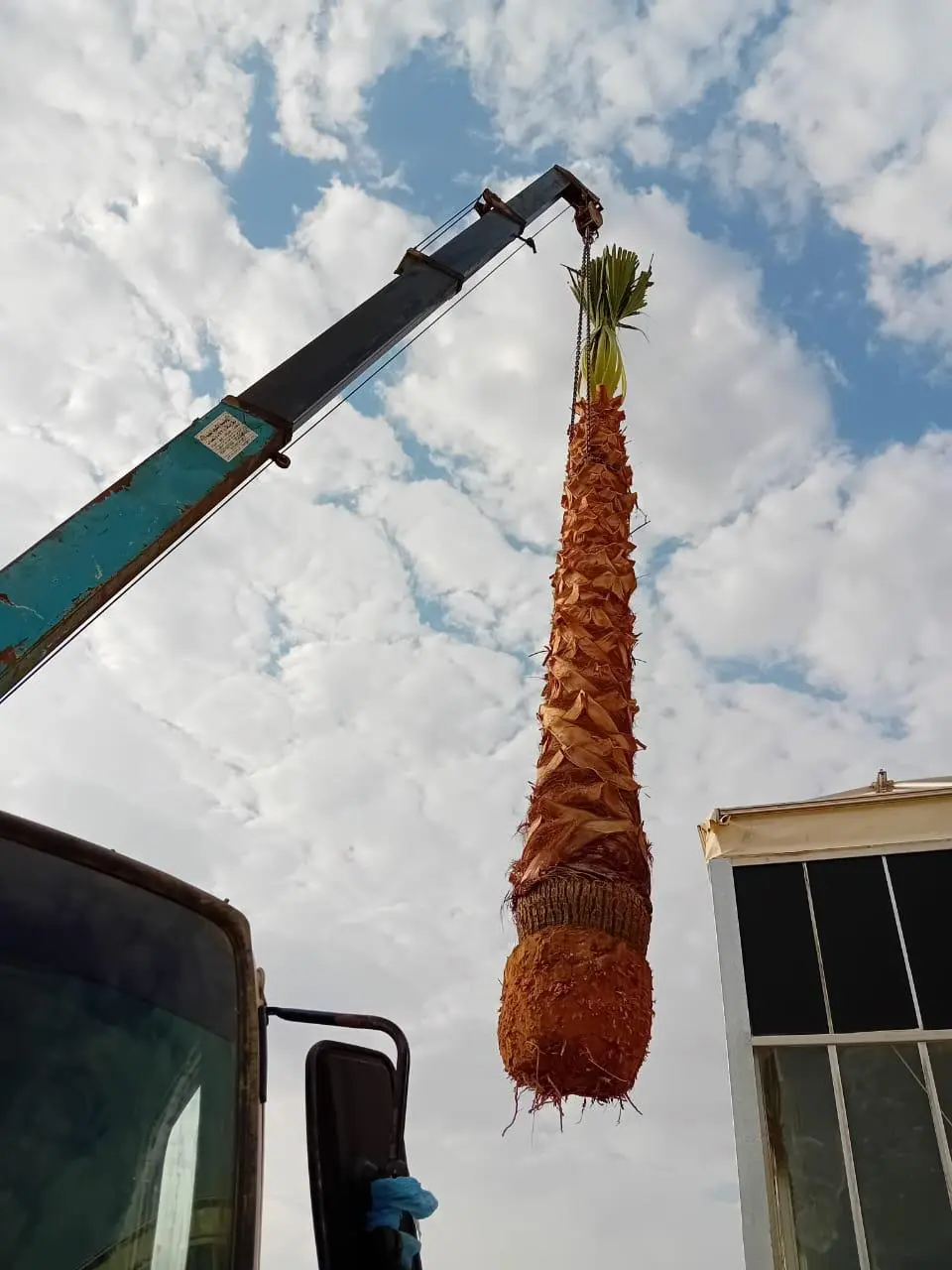 نخيل واشنطني